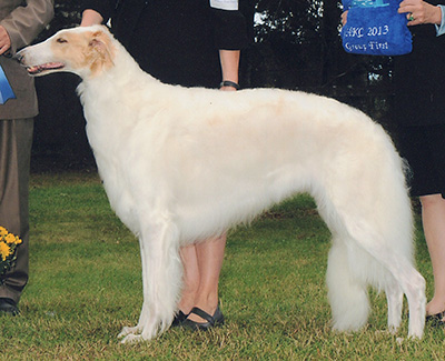 Top Best of Opposite Sex Borzoi 2014